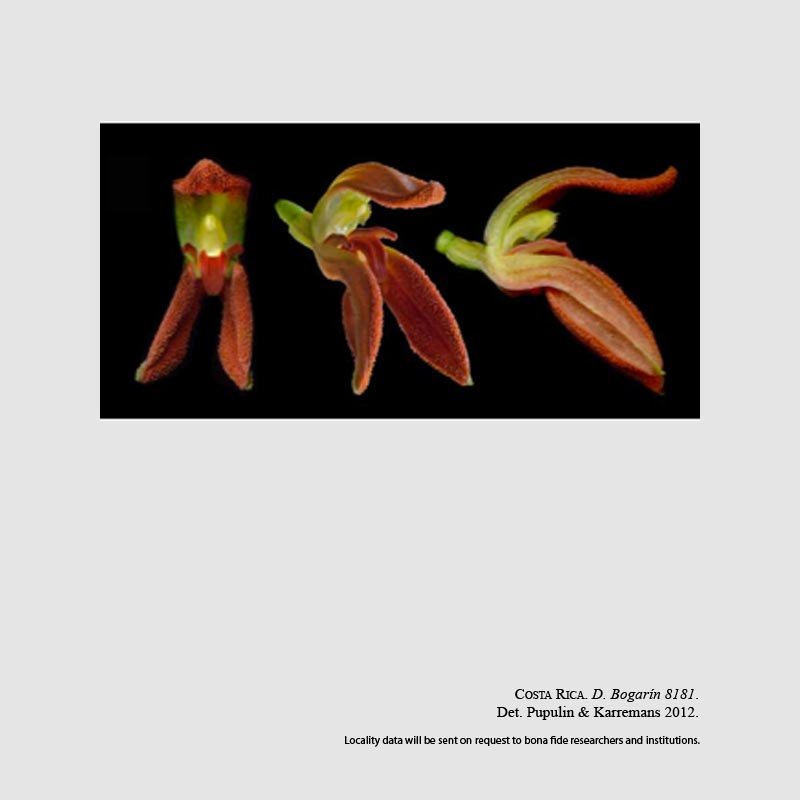 Specklinia remotiflora